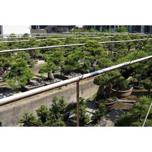 (株)一樹園 糸魚川真柏 中品盆栽 樹齢18年の詳細画像4