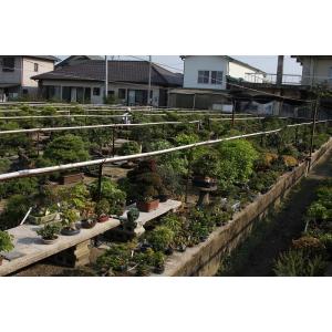 (株)一樹園 糸魚川真柏 小品盆栽/樹齢20年の詳細画像5