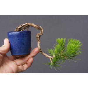 (株)一樹園 赤松 小品盆栽/樹齢8年の詳細画像1