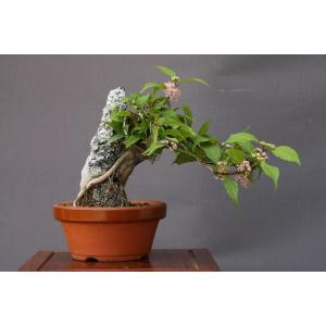 盆栽 『サツキ(珍山)』 花 インテリア 観葉植物 送料無料 b118