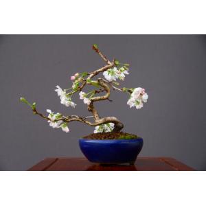 盆栽：十月桜 *現品 さくら サクラ Jyuugatsusakura bonsai 小品盆栽