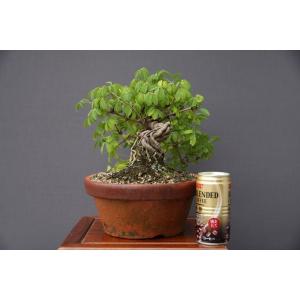 (株)一樹園 あけび 小品盆栽/樹齢12年の詳細画像1