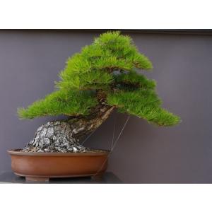 (株)一樹園 山採り黒松 大品盆栽/樹齢200年の商品画像