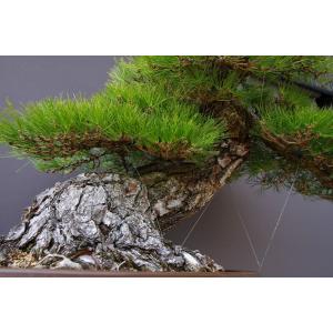 (株)一樹園 山採り黒松 大品盆栽/樹齢200年の詳細画像2
