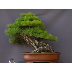 (株)一樹園 山採り黒松 大品盆栽/樹齢200年の詳細画像4