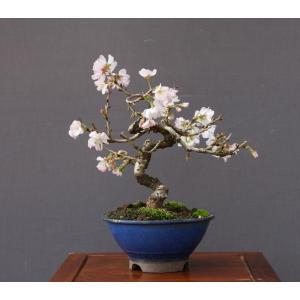 盆栽 特選：皐月(明美の月)現品*さつき サツキ Satsuki bonsai 小品