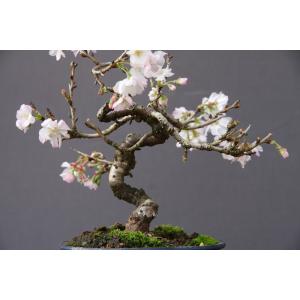 (株)一樹園 十月桜 小品盆栽/樹齢15年の詳細画像1