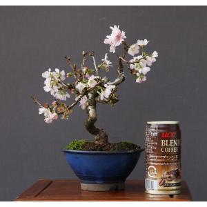 (株)一樹園 十月桜 小品盆栽/樹齢15年の詳細画像4