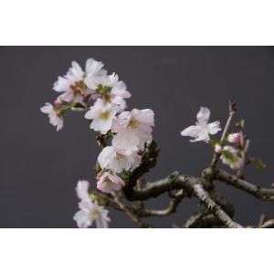 (株)一樹園 十月桜 小品盆栽/樹齢15年の詳細画像5