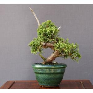 (株)一樹園 真柏 小品盆栽/樹齢13年の詳細画像1