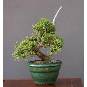 (株)一樹園 真柏 小品盆栽/樹齢13年の詳細画像3