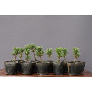 年始セール❗️ほぼ毎日値下げ‼️三河黒松　樹齢20年以上　寄せ植え 株）一樹園 三河黒松の種約500粒 【 数量限定 】 全国送料無料