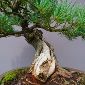 (株)一樹園 五葉松 大品盆栽/樹齢70年の詳細画像1