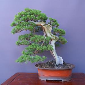 （株）一樹園　　山採り糸魚川真柏　　　　大品盆栽／樹齢４０年