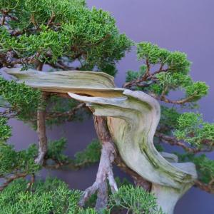 (株)一樹園 山採り糸魚川真柏 大品盆栽/樹齢40年の詳細画像2