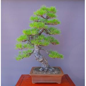 （株）一樹園　 　　 黒松　　　大品盆栽／樹齢５０年