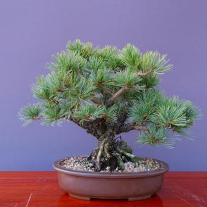 株）一樹園 宮島五葉松 中品盆栽／樹齢30年 : 一樹園 - 通販 - Yahoo