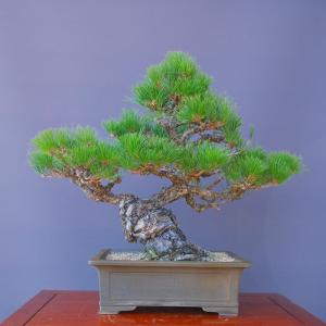 株）一樹園 瑞祥五葉松3本セット 小品盆栽／樹齢4年 : 一樹園 - 通販