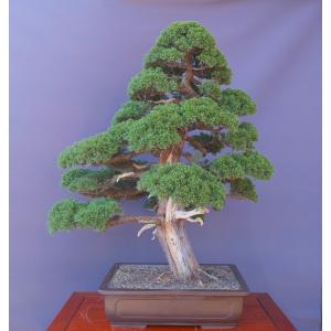 （株）一樹園　　　真柏　　　　大品盆栽／樹齢６０年