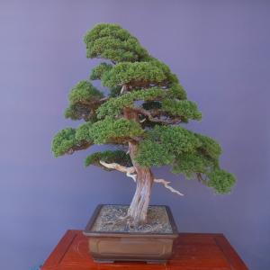 (株)一樹園 真柏 大品盆栽/樹齢60年の詳細画像2