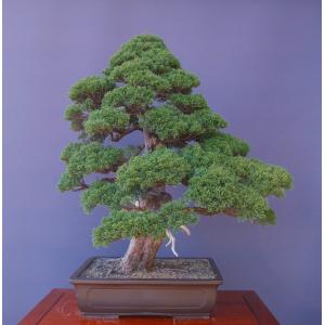 (株)一樹園 真柏 大品盆栽/樹齢60年の詳細画像3