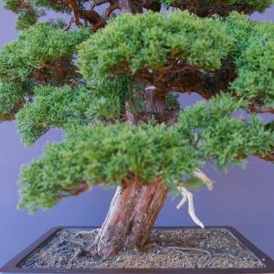 (株)一樹園 真柏 大品盆栽/樹齢60年の詳細画像4