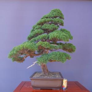 (株)一樹園 真柏 大品盆栽/樹齢60年の詳細画像5