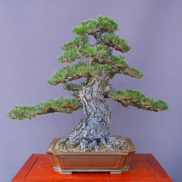 （株）一樹園　　　寿松　　　大品盆栽／樹齢８０年