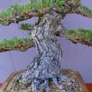 (株)一樹園 寿松 大品盆栽/樹齢80年の詳細画像1