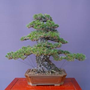 (株)一樹園 寿松 大品盆栽/樹齢80年の詳細画像4