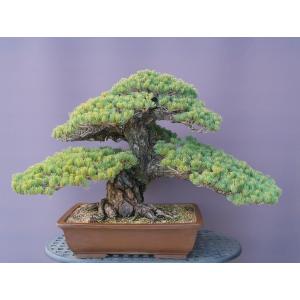 （株）一樹園　 　宮島五葉松　　大品盆栽／樹齢８０年