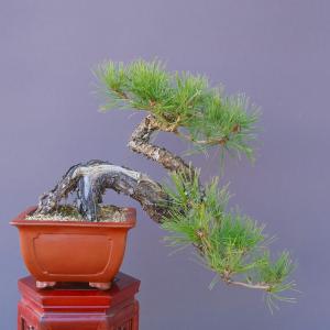 （株）一樹園　　　山採り赤松　　　中品盆栽／樹齢５０年