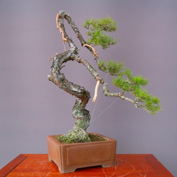 （株）一樹園　 　山採り赤松【世田山】　　大品盆栽／樹齢８０年