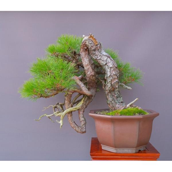 （株）一樹園　　　山採り赤松【山秋鉢】　　 大品盆栽／樹齢８０年