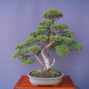 （株）一樹園　　　真柏【誠文鉢】　　 大品盆栽／樹齢６０年