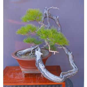（株）一樹園　 　山採り赤松　　大品盆栽／樹齢100年