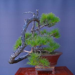 (株)一樹園 山採り赤松 大品盆栽/樹齢100年の詳細画像5