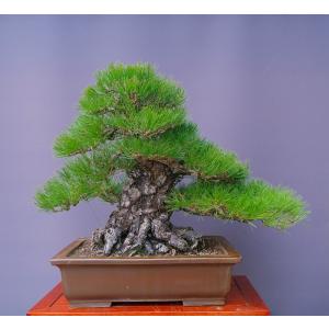 （株）一樹園　　　　黒松　　　大品盆栽／樹齢８０年
