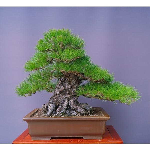 （株）一樹園　　　　黒松　　　大品盆栽／樹齢８０年