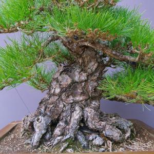 (株)一樹園 黒松 大品盆栽/樹齢80年の詳細画像1