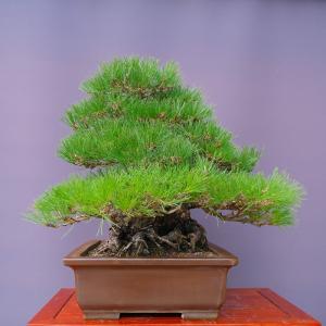 (株)一樹園 黒松 大品盆栽/樹齢80年の詳細画像3