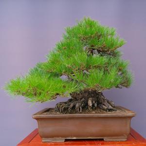 (株)一樹園 黒松 大品盆栽/樹齢80年の詳細画像4