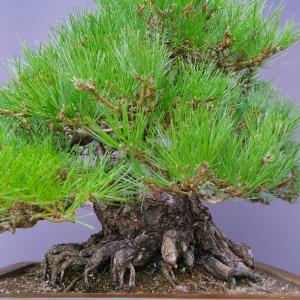 (株)一樹園 黒松 大品盆栽/樹齢80年の詳細画像5