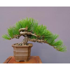 （株）一樹園　　　黒松　　　小品盆栽／樹齢２５年