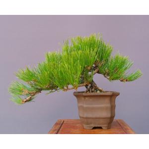 (株)一樹園 黒松 小品盆栽/樹齢25年の詳細画像3