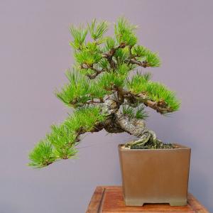 （株）一樹園　　　黒松　　　中品盆栽／樹齢３０年