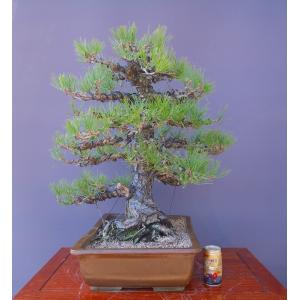 (株)一樹園 黒松 大品盆栽/樹齢50年の詳細画像5