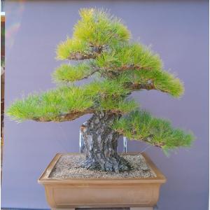 （株）一樹園　 　山採り黒松　　大品盆栽／樹齢150年