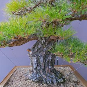 (株)一樹園 山採り黒松 大品盆栽/樹齢150年の詳細画像1