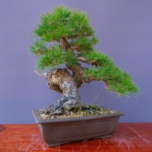 （株）一樹園　　　黒松　　　中品盆栽／樹齢４０年